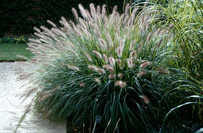 Pennisetum spp. Și alte specii crescând din semințe, plantare, îngrijire