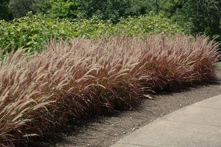 Pennisetum spp. Și alte specii crescând din semințe, plantare, îngrijire