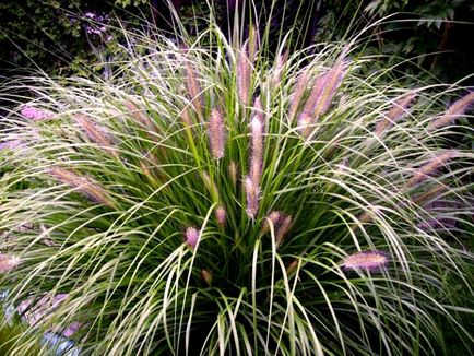 Pennisetum spp. Cultivarea și îngrijirea semințelor