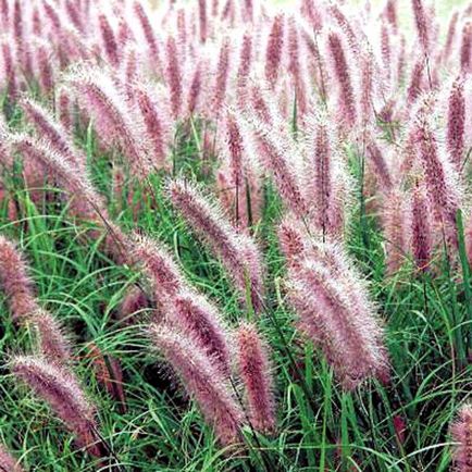 Pennisetum spp. Cultivarea și îngrijirea semințelor