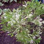 Pennisetum lisohvostny termesztés és karbantartása vetőmag