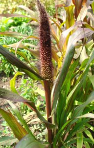 Pennisetum galamb termesztés és gondozás