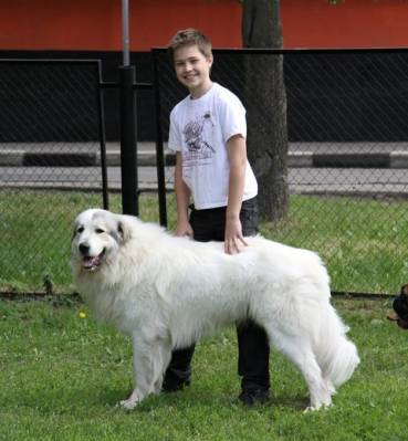 Pyrenean Mountain Dog - Câine - Stil de viață