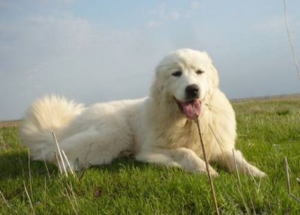 Pyrenean Mountain Dog - Câine - Stil de viață