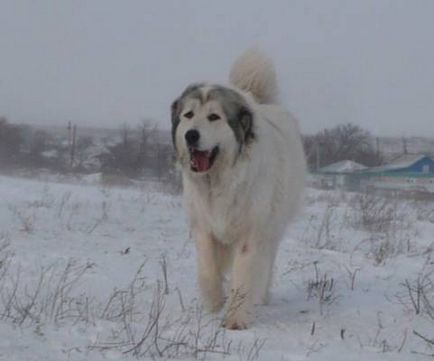 Pyrenean Mountain Dog - Câine - Stil de viață