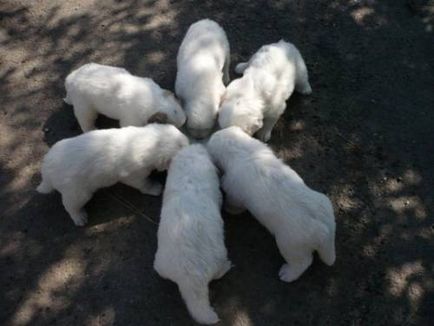 Pyrenean Mountain Dog - Câine - Stil de viață