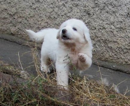 Pyrenean Mountain Dog - Câine - Stil de viață