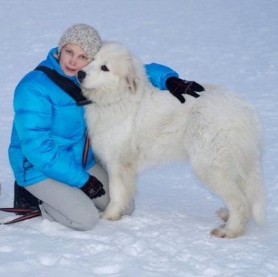 Піренейський гірський собака - собака - стиль життя