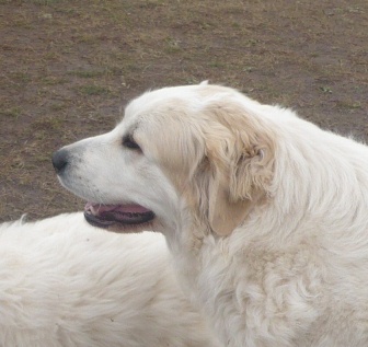 Піренейський гірський собака - собака - стиль життя