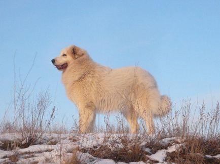 Pireneusi hegyi kutya - Kutya - Életmód