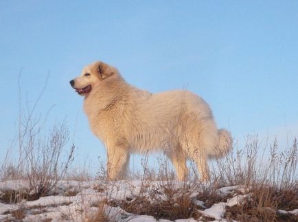 Піренейський гірський собака - собака - стиль життя