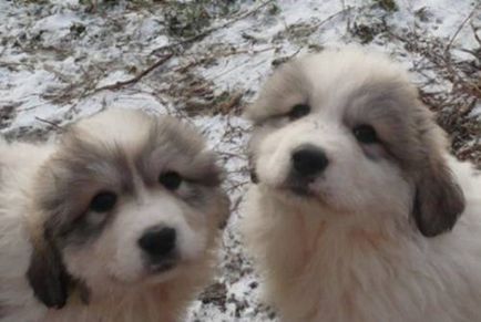 Pyrenean Mountain Dog - Câine - Stil de viață