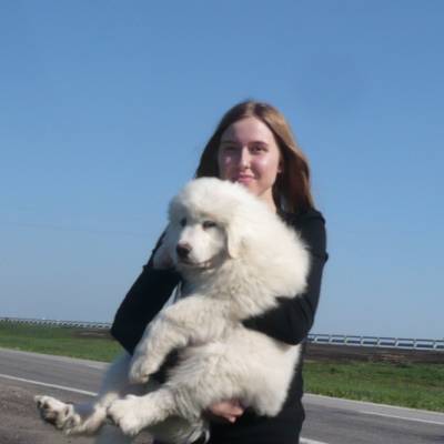 Pyrenean Mountain Dog - Câine - Stil de viață