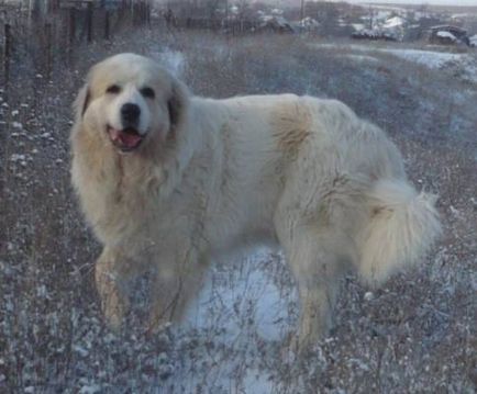 Pyrenean Mountain Dog - Câine - Stil de viață