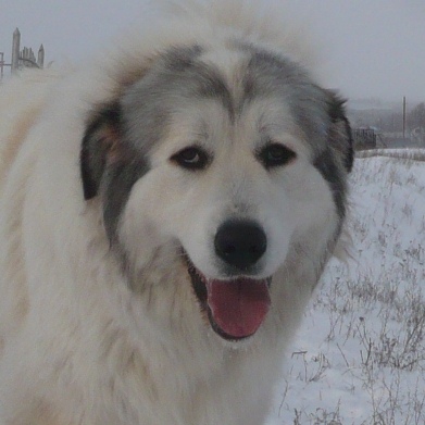 Pyrenean Mountain Dog - Câine - Stil de viață