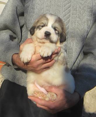 Pyrenean Mountain Dog - Câine - Stil de viață