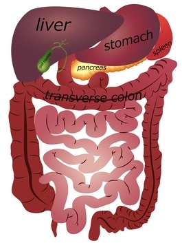 Digestia în intestinul gros