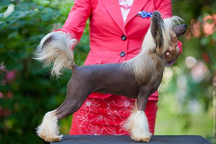 Kennel rolana család rólunk