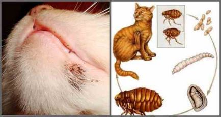 De ce puricii într-o pisică sunt periculoși pentru oameni