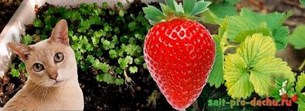 De ce răsadurile de căpșuni mor 7 cauze mai frecvente 1