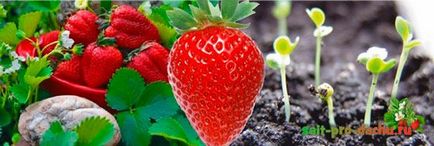 De ce răsadurile de căpșuni mor 7 cauze mai frecvente 1