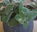 De ce nu înflorește trandafirul (plantele ornamentale) De ce nu înflorește trandafirul