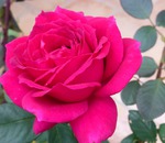 De ce nu floare de trandafir (de ce) De ce nu înflorește trandafirul