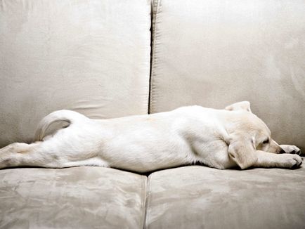 De ce câinele sforăie de ce câinele snoreste într-un vis de ce câinele sforăiește
