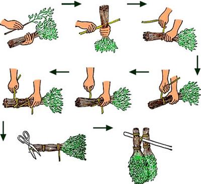Utilizarea măturilor de stejar și recoltarea lor