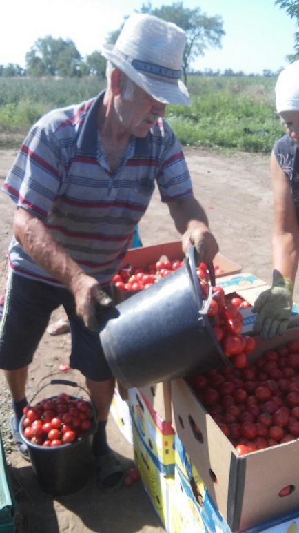 Tomate în vrac în Ucraina