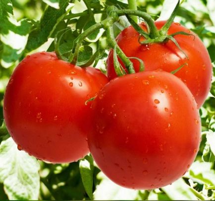 Tomate în vrac în Ucraina