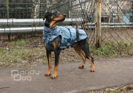 Попони і жилети для собак на замовлення