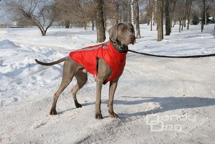 Попони і жилети для собак на замовлення