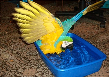 Conținutul de temperatură Parrot - Papagalii în cusca