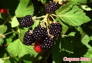 Blackberry plantare și de îngrijire pentru ea - grădină, grădină de legume - țara-mamă