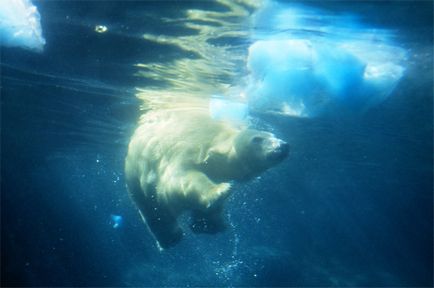 Este adevărat că urșii polari mănâncă pastă de dinți și pot deveni verzi, tot ce trebuie să știți,