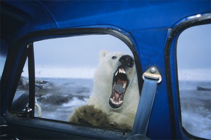 Чи правда, що білі ведмеді їдять зубну пасту і можуть позеленіти, все, що потрібно знати про,