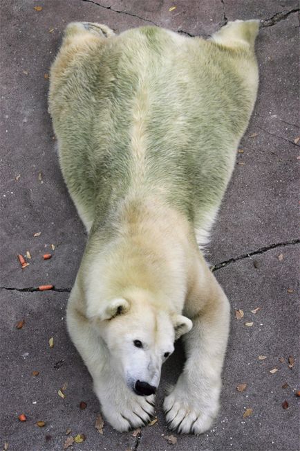 Este adevărat că urșii polari mănâncă pastă de dinți și pot deveni verzi, tot ce trebuie să știți,