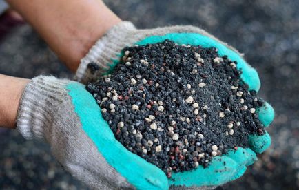 Reguli pentru cultivarea texturii de pietriș a plantării și îngrijirii