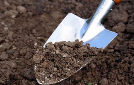 Reguli pentru cultivarea texturii de pietriș a plantării și îngrijirii