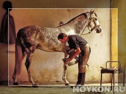 Îngrijirea corectă a copitelor unui cal este foarte importantă! Calul meu