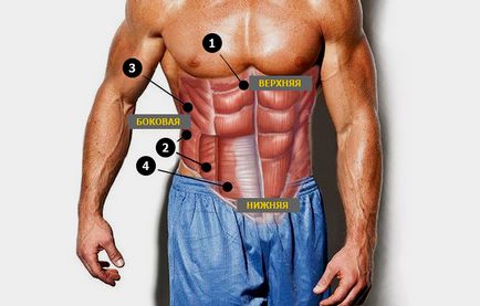 Exerciții de presă, trăsături de antrenament, anatomie ale mușchilor presei