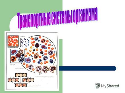 Presentation 1 (artéria véna vér) Bemutató 1