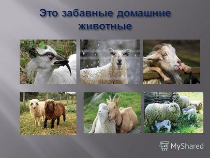 Prezentarea pe o lecție deschisă privind munca agricolă 6 conținut de lecție de clasă tematică a oilor