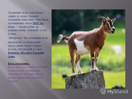 Презентація на тему відкритий урок по сільськогосподарської праці 6 клас тема уроку утримання овець