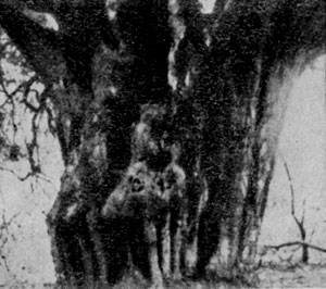 Arborii copaci (menninger e