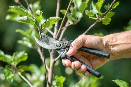 Lucrăm în grădinărit, foarfece, delimitare, cu mâinile lor (gospodărie)