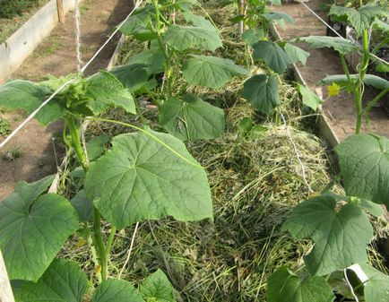 Soiuri timpurii de castraveți pentru seră cea mai neîncălzită sere, video și cum să crească, plantare