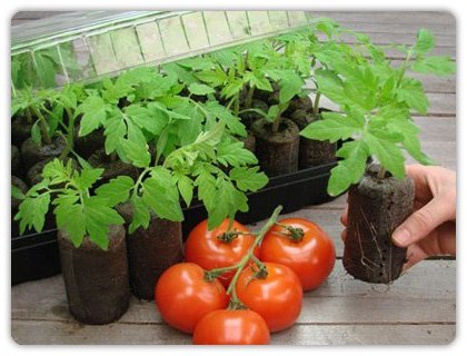 Розсада помідорів як її виростити для гарного врожаю