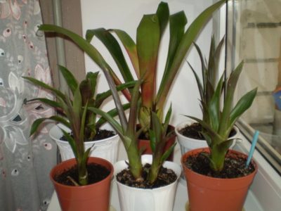 Plante gusmaniya - transplant și îngrijire la domiciliu care aduce în casă